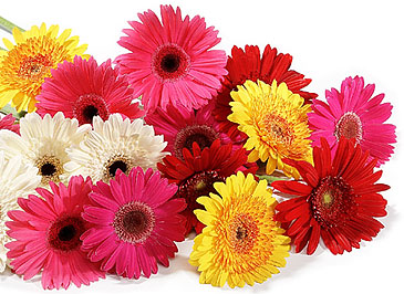significado das gerberas
